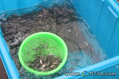 840萬尾魚苗入母親河 以生態(tài)養(yǎng)殖促水質(zhì)凈化與漁業(yè)可持續(xù)發(fā)展