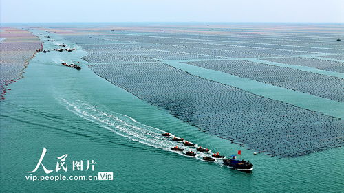 耕耘蔚藍 山東榮成畜牧漁業(yè)飼料銷售的海洋牧歌