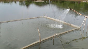 宜良縣強化漁業(yè)指導顯成效 今年魚苗魚種長勢喜人